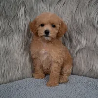 Ivy  Micro-Mini, a female Miniature Goldendoodle for sale in Donna, TX – 3 of 7