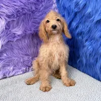 Dexter - 7 day return guarantees, a male Cockapoo for sale in Donna, TX – 4 of 9