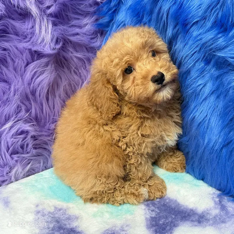 Paul  – Shihpoo puppy for sale in Donna, TX