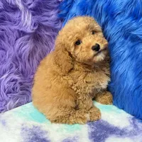 Paul , a male Shihpoo for sale in Donna, TX – 1 of 10