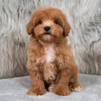 Blue , a male Maltipoo for sale in Donna, TX – 6 of 7