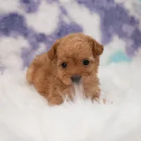 Penny , a female Maltipoo for sale in Donna, TX – 6 of 6