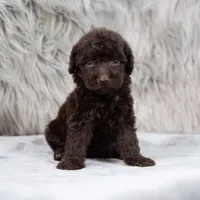 Athena , a female Poodle - Miniature  for sale in Donna, TX – 4 of 7