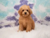 Lily, a female Miniature Goldendoodle for sale in Donna, TX – 4 of 6