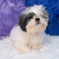 Charlie, a male Mal Shi for sale in Donna, TX – 6 of 10