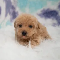 Luis , a male Maltipoo for sale in Donna, TX – 3 of 7