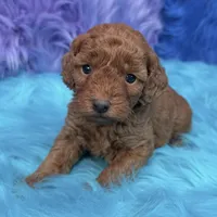 karina, a female Poodle - Miniature  for sale in Donna, TX – 6 of 10