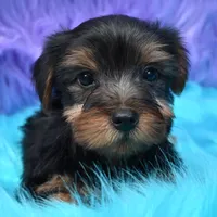 Gus , a male Yorkshire Terrier for sale in Donna, TX – 9 of 10