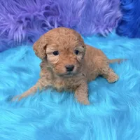 Harper , a female Poodle - Miniature  for sale in Donna, TX – 7 of 10