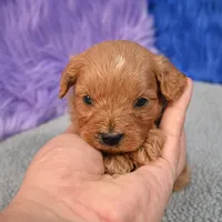 Apollo, a male Cavapoo for sale in Donna, TX – 6 of 10
