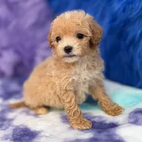Linda, a female Maltipoo for sale in Donna, TX – 5 of 10
