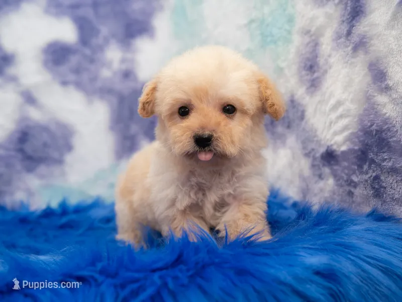 Lila – Poodle - Miniature  puppy for sale in Donna, TX