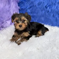 John - 7 day return guarantees, a male Yorkshire Terrier for sale in Donna, TX – 2 of 10