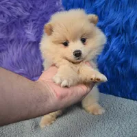 Remy, a male Pomeranian for sale in Donna, TX – 7 of 10