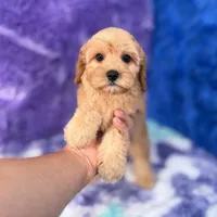 Piper , a female Cavapoo for sale in Donna, TX – 5 of 10