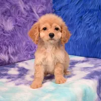 Perla , a female Cockapoo for sale in Donna, TX – 8 of 10