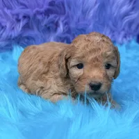 Oliver , a male Poodle - Miniature  for sale in Donna, TX – 4 of 9