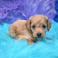 Dexter , a male Cockapoo for sale in Donna, TX – 4 of 8
