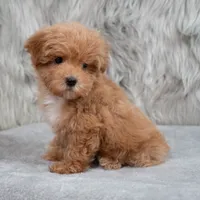 Bailey , a female Maltipoo for sale in Donna, TX – 4 of 7