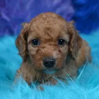 Minnie , a female Cockapoo for sale in Donna, TX – 4 of 8