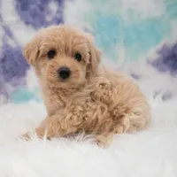 Callie , a female Maltipoo for sale in Donna, TX – 3 of 6