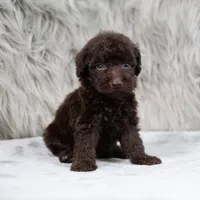 Athena , a female Poodle - Miniature  for sale in Donna, TX – 3 of 7