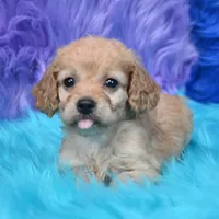 Perla , a female Cockapoo for sale in Donna, TX – 2 of 8