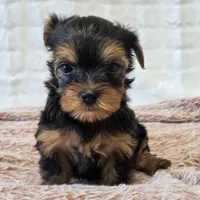 Maggie , a female Yorkshire Terrier for sale in Donna, TX – 9 of 10