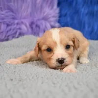Moose - 7 day return guarantees, a male Cavapoo for sale in Donna, TX – 5 of 10