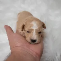 Leo  Micro-Mini, a male Miniature Goldendoodle for sale in Donna, TX – Photo 10 of 10