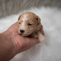 Leo  Micro-Mini, a male Miniature Goldendoodle for sale in Donna, TX – Photo 7 of 10