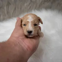 Leo  Micro-Mini, a male Miniature Goldendoodle for sale in Donna, TX – Photo 4 of 10