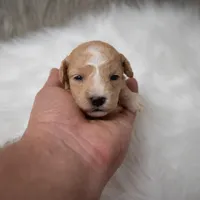 Leo  Micro-Mini, a male Miniature Goldendoodle for sale in Donna, TX – Photo 1 of 10
