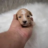 Leo  Micro-Mini, a male Miniature Goldendoodle for sale in Donna, TX – Photo 5 of 10