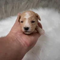 Leo  Micro-Mini, a male Miniature Goldendoodle for sale in Donna, TX – Photo 2 of 10