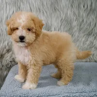 Leo  Micro-Mini, a male Miniature Goldendoodle for sale in Donna, TX – 6 of 10