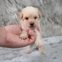 Lila, a female Poodle - Miniature  for sale in Donna, TX – 7 of 7