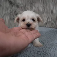 Becky , a female Maltipoo for sale in Donna, TX – 6 of 6