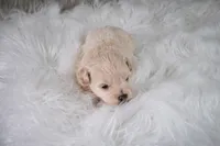 Mike , a male Maltipoo for sale in Donna, TX – 10 of 10