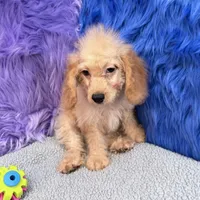 Thor  - 7 day return policy, a male Cockapoo for sale in Donna, TX – 8 of 10