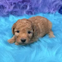 Oliver , a male Poodle - Miniature  for sale in Donna, TX – 9 of 9
