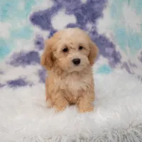 Archie, a male Miniature Goldendoodle for sale in Donna, TX – 3 of 5