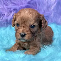 Bandit , a male Cavapoo for sale in Donna, TX – 5 of 8