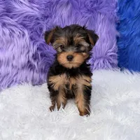 Maggie  - 7 day return guarantees, a female Yorkshire Terrier for sale in Donna, TX – 7 of 10