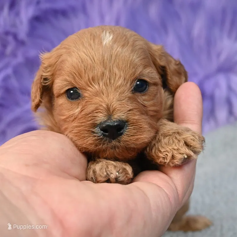 Apollo, a male Cavapoo for sale in Donna, TX – 1 of 10