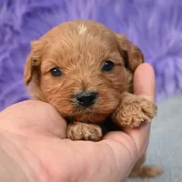 Apollo, a male Cavapoo for sale in Donna, TX – 1 of 10