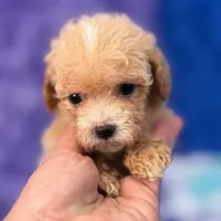 Linda, a female Maltipoo for sale in Donna, TX – 9 of 10