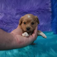 Chloe , a female Cavapoo for sale in Donna, TX – 5 of 5