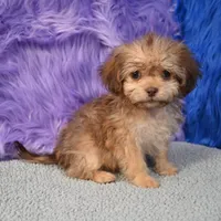 Sergio - Malshipoo, a male Shihpoo for sale in Donna, TX – 10 of 10