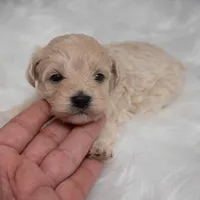 Tucker, a male Maltipoo for sale in Donna, TX – Photo 5 of 7